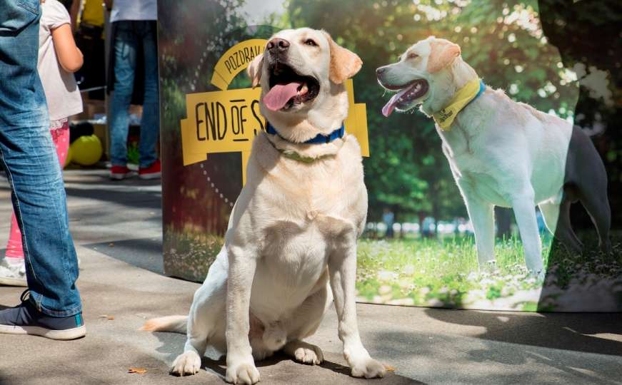  Dogs Trust nagradio vlasnike pasa na druženju za kraj ljeta